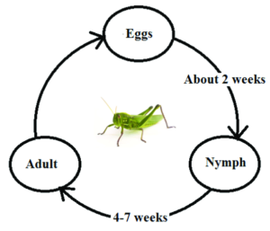 ciclo di vita grillo 