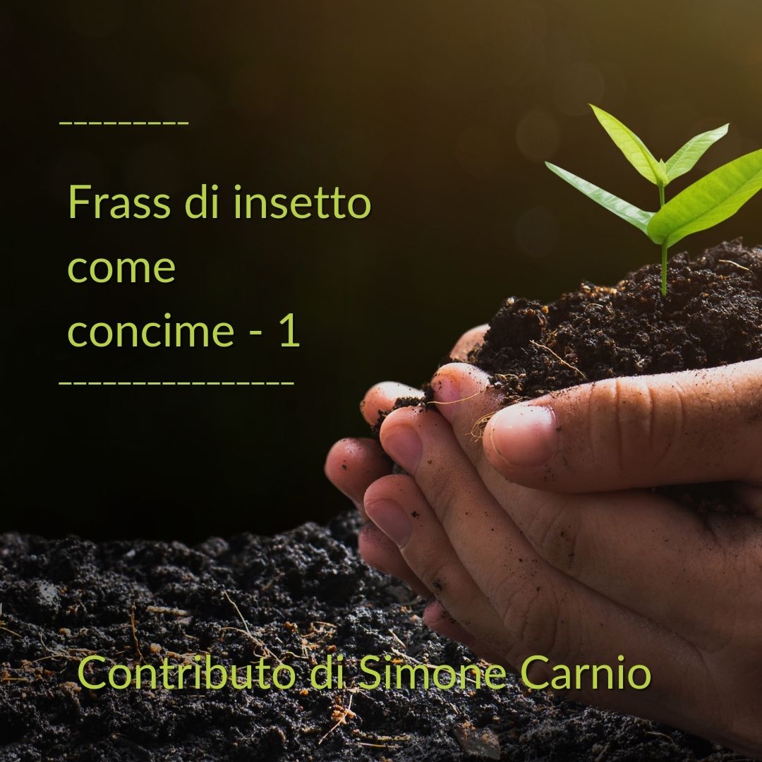 Frass di insetto - Simone Carnio
