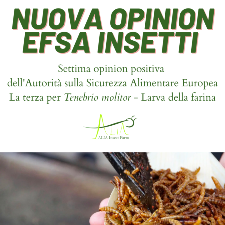 Neglu Insect Chitina negli insetti commestibili » Alia Insect Farm